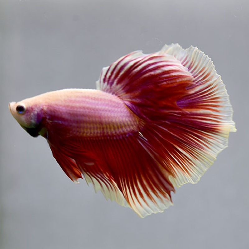 N16 Fancy Male Pink White Rim HM Premium Grade from Thailand