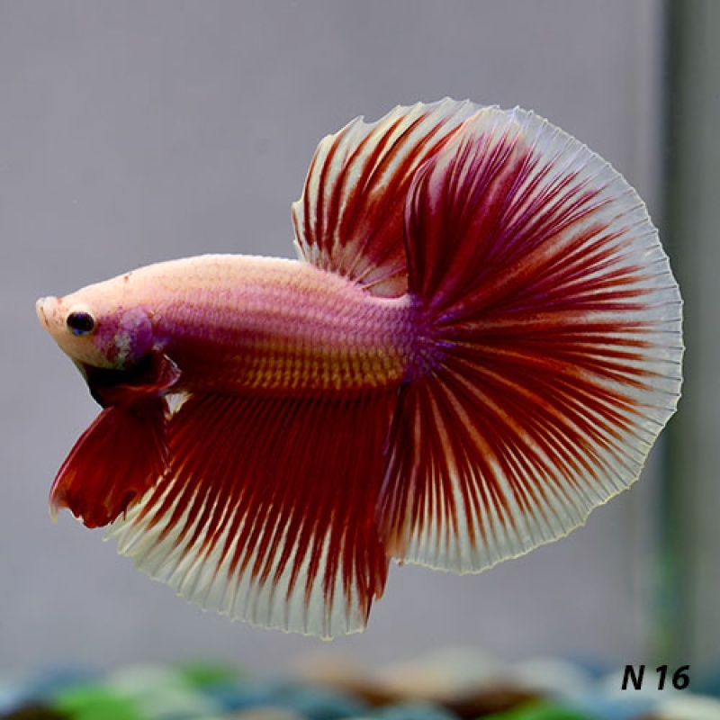 N16 Fancy Male Pink White Rim HM Premium Grade from Thailand
