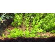 1x stem Hygrophila difformis Variegated