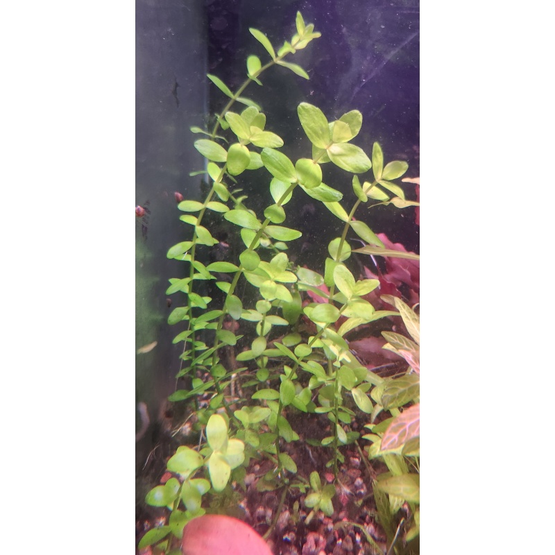 5x Bacopa caroliniana