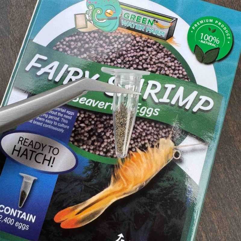 Fairy Shrimp Beavertail Eggs