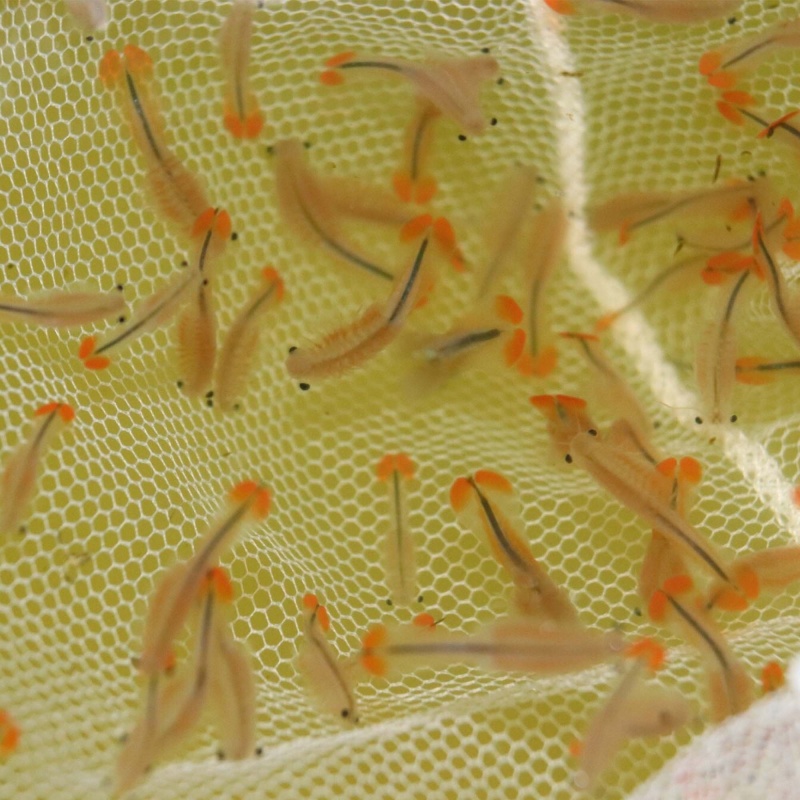 Fairy Shrimp Beavertail Eggs