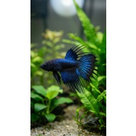 Premium Male Crowntail Betta