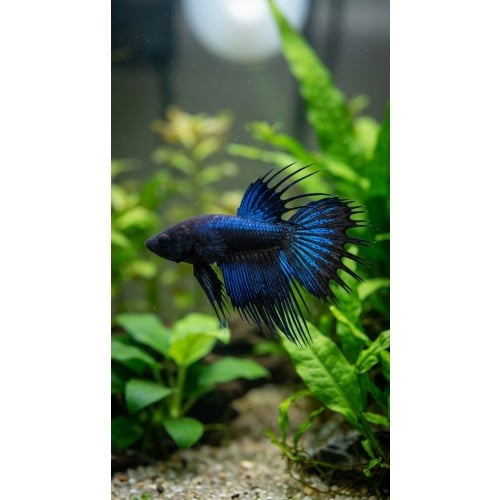 Premium Male Crowntail Betta