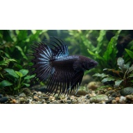 Premium Male Crowntail Betta