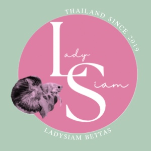 LadySiambettas