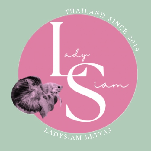 LadySiambettas