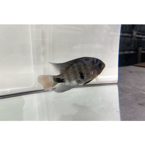Black Belt Cichlid 5"