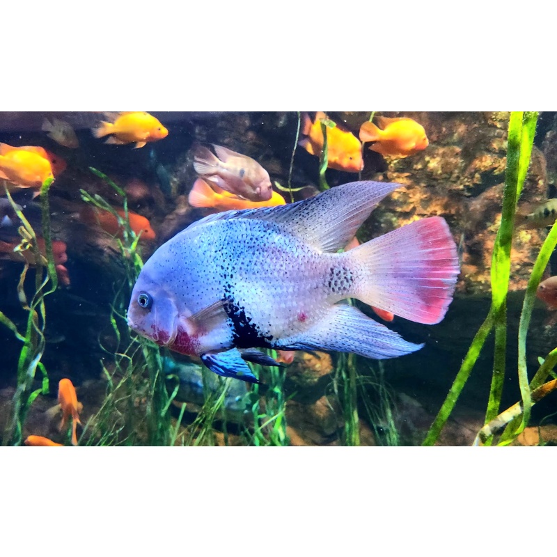 Black Belt Cichlid 5"