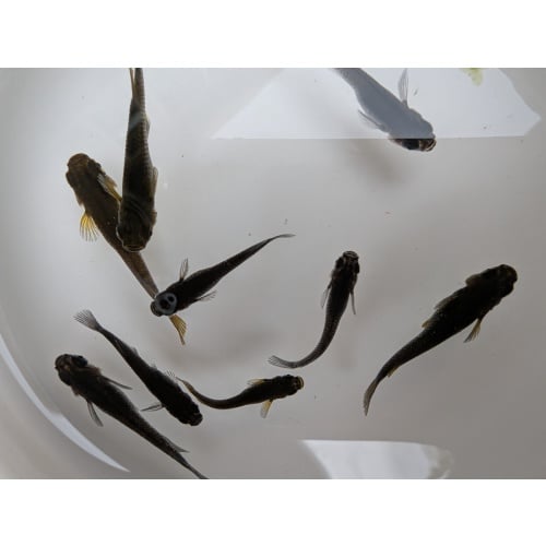 (8) Orochi Medaka (Black Japanese Ricefish)