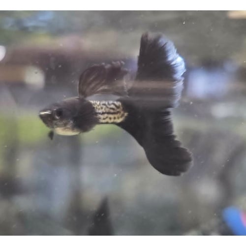 Black Metal Lace Guppies-Trio