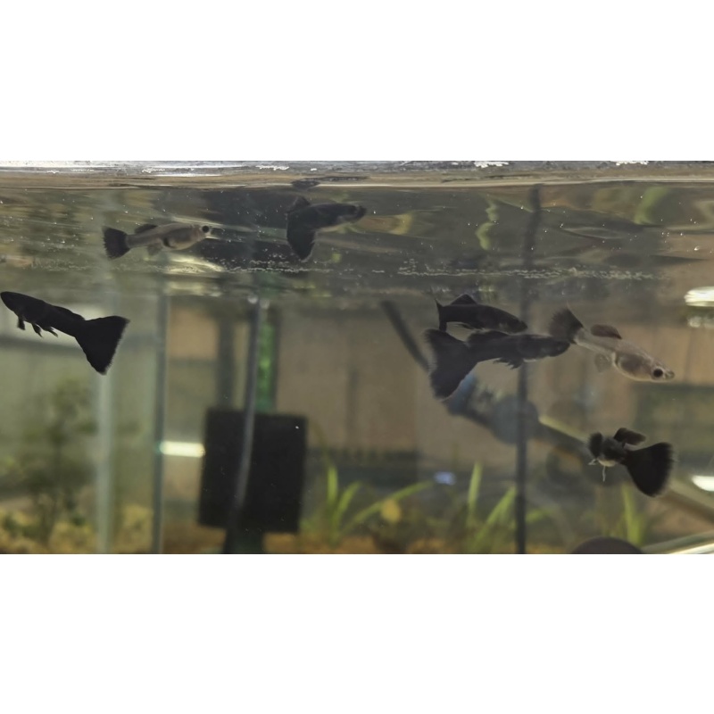 Black Moscow Guppies-2Trios-Young Adults