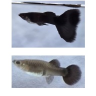 Black Moscow Guppies