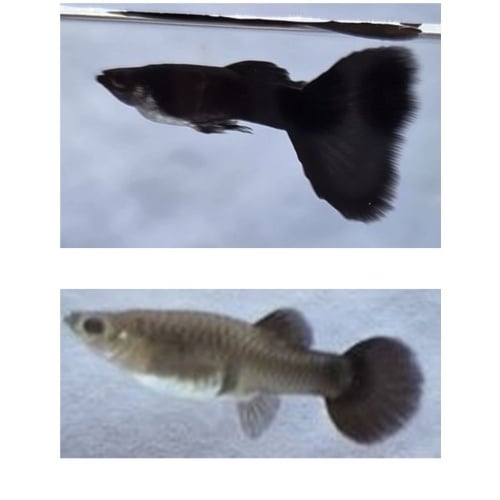 Black Moscow Guppies