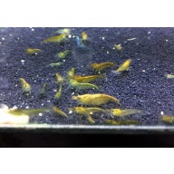 30 Black/Blue Diamond/Rose/Misc Shrimp Culls
