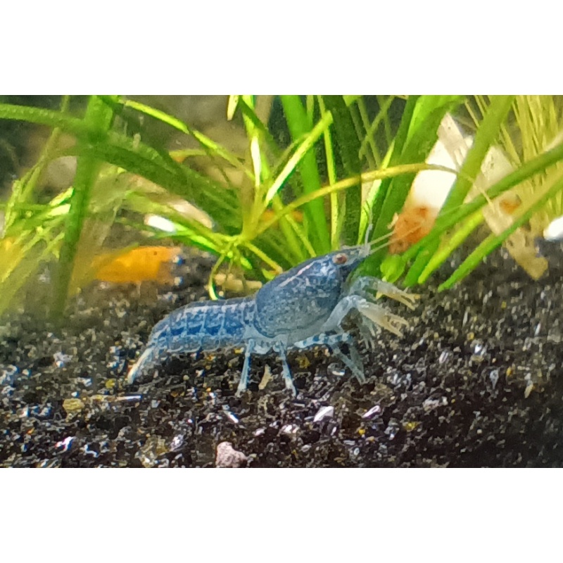 5+1 Blue Brazos Dwarf Crayfish American Bred Cambarellus texanus