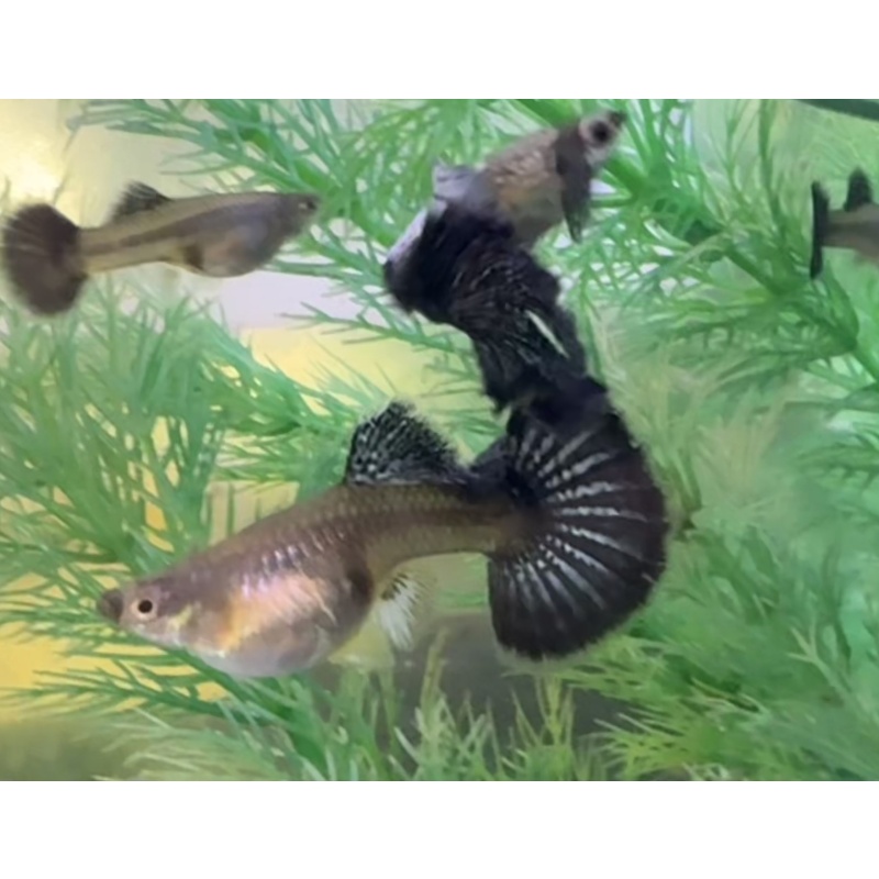 Blue Dragon Guppies - Adult Pairs, Trios, Singles