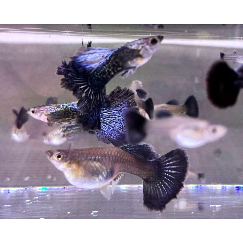 Blue Dragon Guppies - Adult Pairs, Trios, Singles