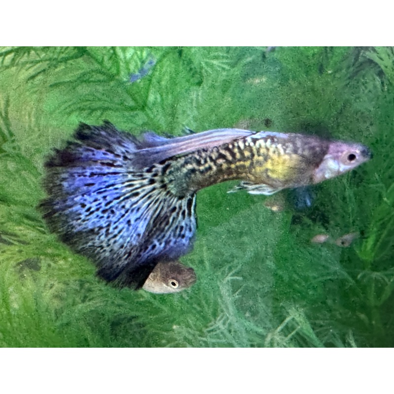 Blue Dragon Guppies - Adult Pairs, Trios, Singles