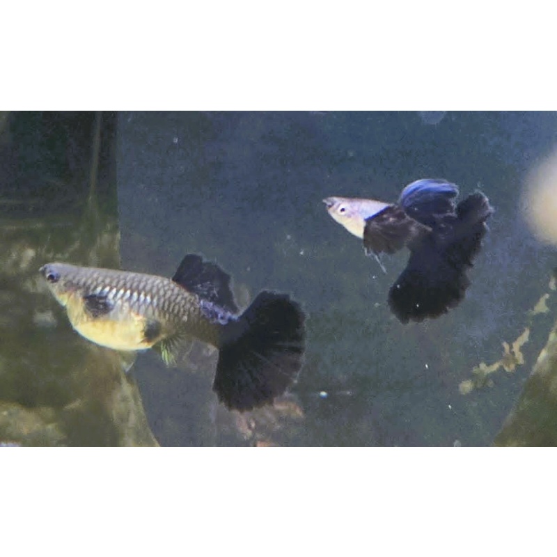 Blue Dragon Guppies-Trio