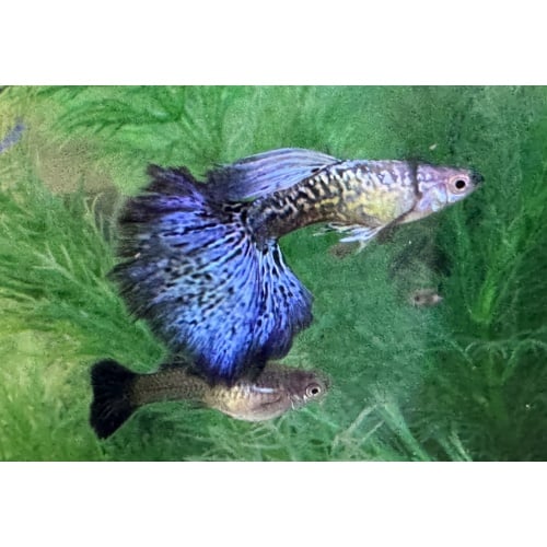 Blue Dragon Guppies - Adult Pairs, Trios, Singles