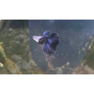 Blue Dragon Guppies-Trio