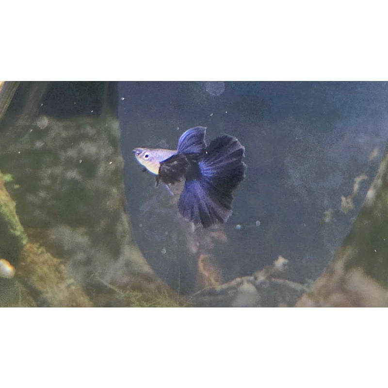 Blue Dragon Guppies-Trio