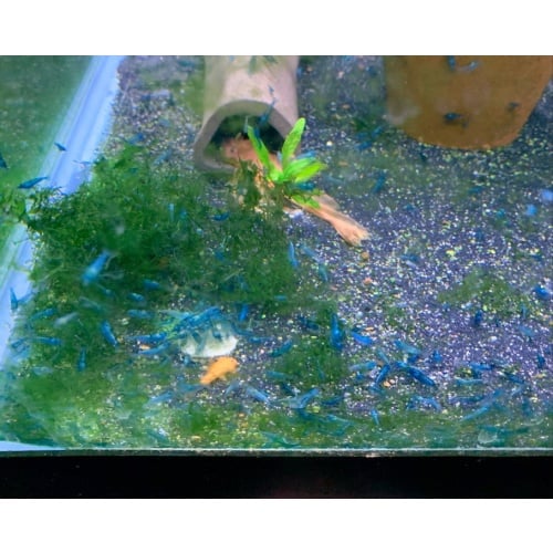 20 + extras lower grade Blue Dream Shrimp