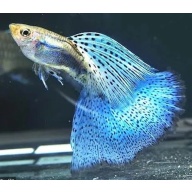 BLUE GRASS GUPPY'S, BREEDER TRIO!