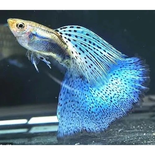 BLUE GRASS GUPPY'S, BREEDER TRIO!