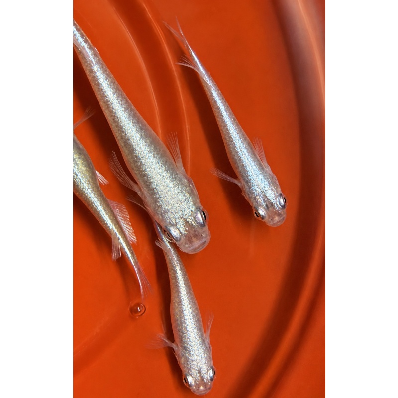8 Blue Miyuki Medaka – Iridescent Japanese Rice Fish