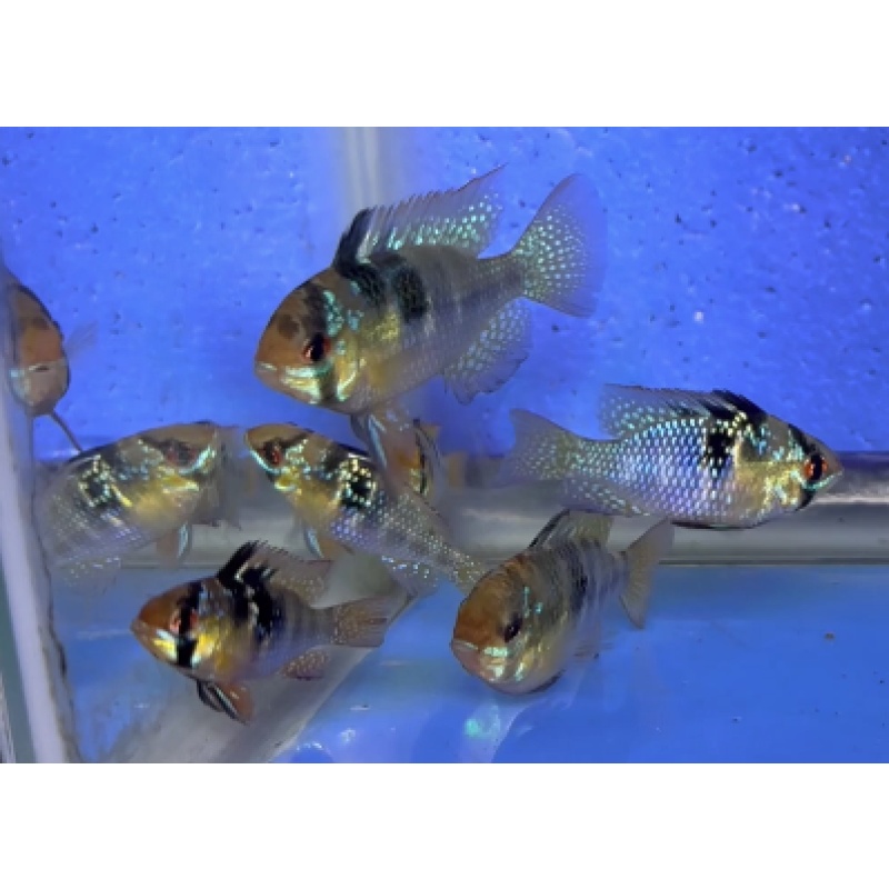 6 - GERMAN BLUE RAMS