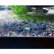 10 + extras Blue Rose Shrimp