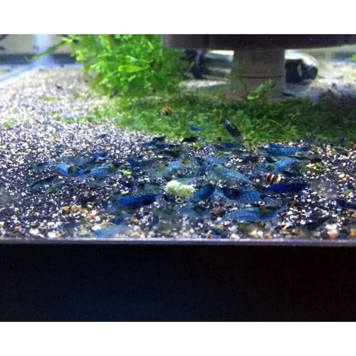 10 + extras Blue Rose Shrimp