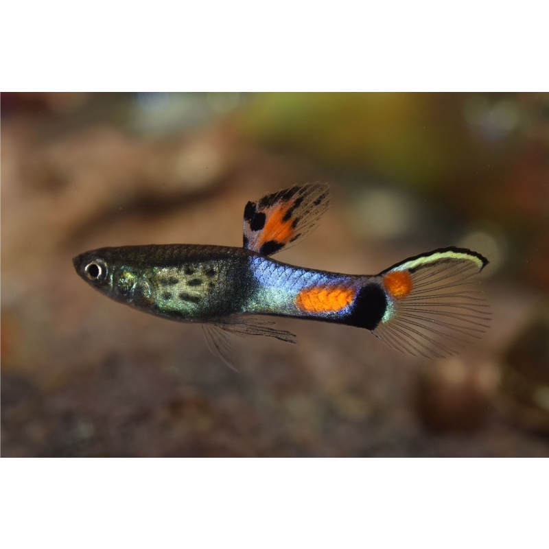 Poecilia wingei "Blue Snakeskin" "Campoma No. 31" endler trio (1 male / 2 females)