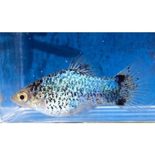 Blue Spotted Platies