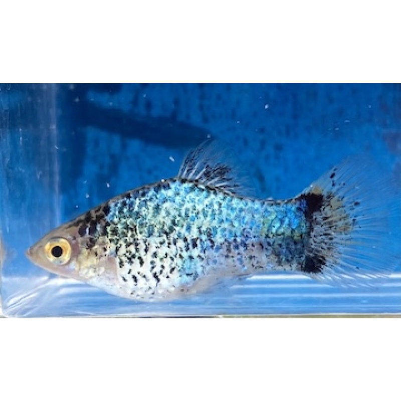 Blue Spotted Platies