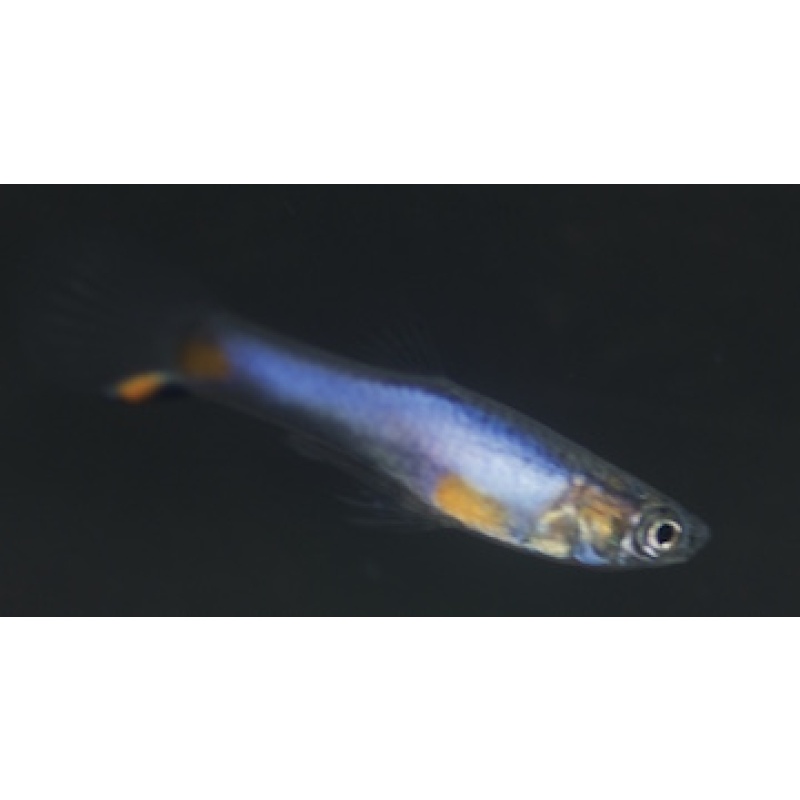 Blue Star Endlers