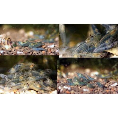 20 + extras Blue Jelly Shrimp