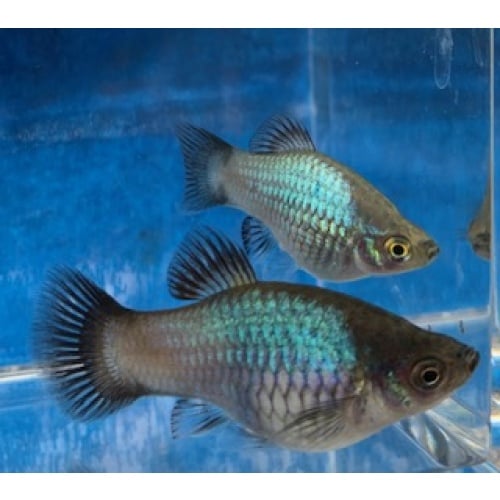 Blue Wag Platies