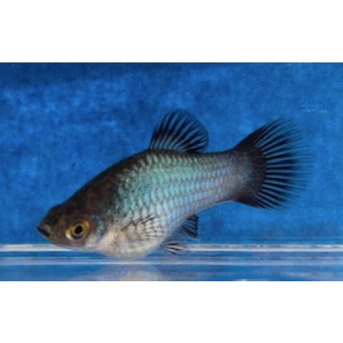 Blue Wag Platies