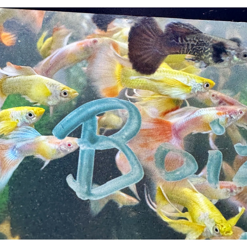 Special Mixed Variety Guppy Group of 20 or More Adults