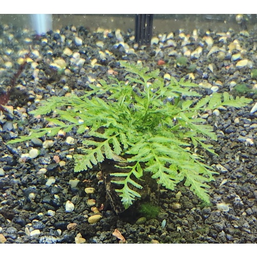 1x large Bolbitis heudelotii