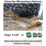 Four  1- 1.5"  Bolivian Rams