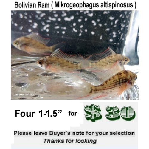 Four  1- 1.5"  Bolivian Rams