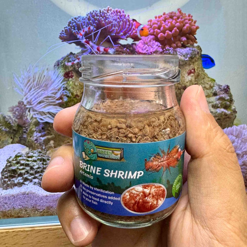 Brine Shrimp Sterilized