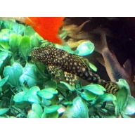 Bristlenose Brown Pleco Juveniles 2+"