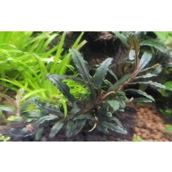 1x Bucephalandra Black Catherinae - $10 flat ship for all plants wanted