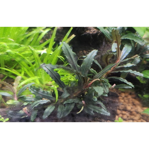 1x Bucephalandra Black Catherinae - $10 flat ship for all plants wanted