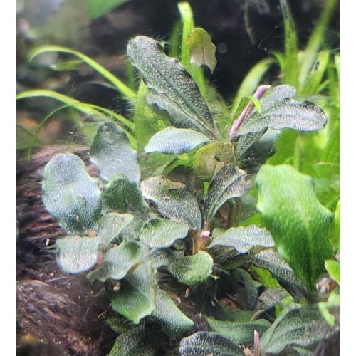 1x Bucephalandra Brownie Ghost - $10 flat ship for all plants wanted